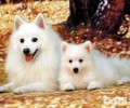 银狐犬为何非常少人养？别养银狐犬的几个缘故