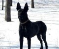 黑狼犬如何？黑狼犬的优势与劣势