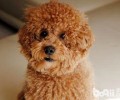 泰迪吃什么新鲜水果好？小泰迪可以吃的新鲜水果