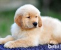 幼狗多少能够喂狗粮？幼狗喂狗粮時间
