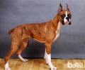 拳师犬如何？拳师犬优点和缺点详细介绍