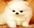 博美犬性格如何？博美犬性格详细介绍