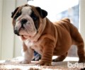 为什么不养英国斗牛犬？别养英国斗牛犬的原因