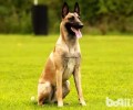 军犬有哪些种类？警犬品种排行