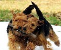 威尔士梗犬如何饲养？威尔士梗犬喂养