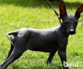 印加无毛犬如何？印加无毛犬详细介绍