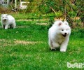 银狐犬和萨摩耶哪一个贵？银狐犬和萨摩耶的差别
