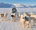 格陵兰犬为何没有人养？格陵兰犬优点和缺点详细介绍