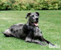 大丹犬吃啥？大丹犬吃什么狗粮好？