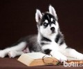 金毛一天吃是多少犬粮？金毛喂是多少犬粮适合？