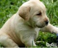 非纯种拉布拉多犬价格是多少？非纯种拉布拉多犬价钱
