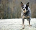 澳洲牧牛犬如何没有人养？澳洲牧牛犬优点和缺点