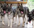 狼青犬智力如何？狼青犬好养吗？