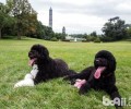 葡萄牙水犬多少钱一只？葡萄牙水犬价钱