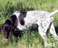 波音达猎犬好养吗？波音达猎犬喂养