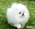 如何挑博美犬？博美选择