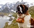 圣伯纳犬要多少钱？圣伯纳犬价钱