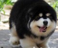 阿拉斯加犬如何看纯不良？非纯种阿拉斯加犬特点