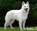 乳白色瑞士牧羊犬如何？乳白色瑞士牧羊犬详细介绍