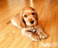 可卡犬多少钱一只？可卡犬价格