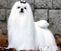 马耳他犬要多少钱？马耳他犬价钱