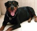 罗威纳犬性情如何？罗威纳犬性格介绍