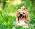 长得慢的宠物犬有什么？长得慢的宠物犬强烈推荐