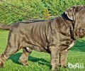 西班牙扭玻利顿犬如何？西班牙扭玻利顿犬详细介绍