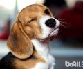 比熊犬性情如何？比熊犬性格介绍