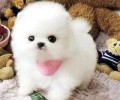 乳白色茶杯犬要多少钱？乳白色茶杯犬价格
