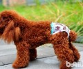 母犬来月经该怎么办？母犬来月经医护