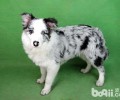陨铁边境牧羊犬要多少钱？陨铁边境牧羊犬价钱