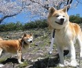 为何养秋田犬的人少？秋田犬缺陷