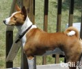 巴吉仙犬为何限养？巴吉仙犬限养的缘故