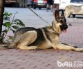 狼青犬如何？狼青犬详细介绍
