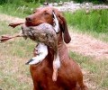威斯拉犬要多少钱？威斯拉犬详细介绍