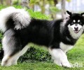 阿拉斯加犬雪橇犬金毛有什么不同？阿拉斯加犬雪橇犬金毛差别