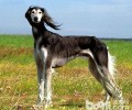 沙克犬要多少钱？沙克犬价钱