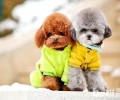 寻回犬代表什么意思？寻回犬是啥小狗？