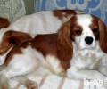 查理王小猎犬好养吗?查理王小猎犬喂养