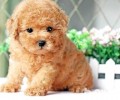 三个月的小泰迪吃是多少犬粮？三个月的泰迪怎么养？