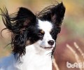 蝴蝶犬为何养的人少？别养蝴蝶犬的缘故
