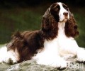 英国跳猎犬合适家里养吗？英国跳猎犬优点和缺点详细介绍