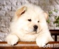 松狮好养吗？松狮喂养