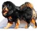 杜高犬和藏獒哪一个强大？杜高犬VS藏獒