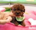 茶杯泰迪犬多少钱一只？茶杯泰迪犬价钱