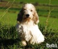 贝吉格里芬凡丁犬如何？贝吉格里芬凡丁犬详细介绍