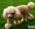 泰迪犬怎样饲养？泰迪犬喂养