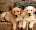 合适家里养的大型犬有什么？大型犬全集