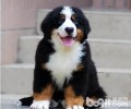 伯恩山犬有攻击能力吗？伯恩山犬感受大吗？